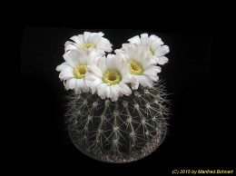 Acanthocalycium spiniflorum v. klimpelianum 789